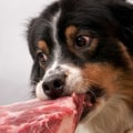 Kunnen kleine honden rauw vlees eten?