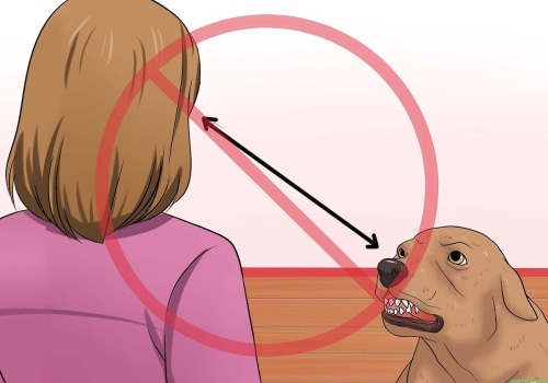 Hoe zorg je ervoor dat een kleine hond stopt met bijten?
