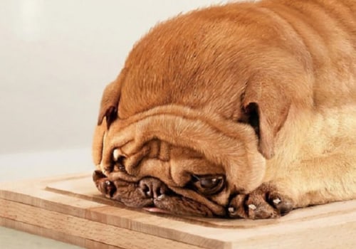Hoeveel brood mag een hond eten?