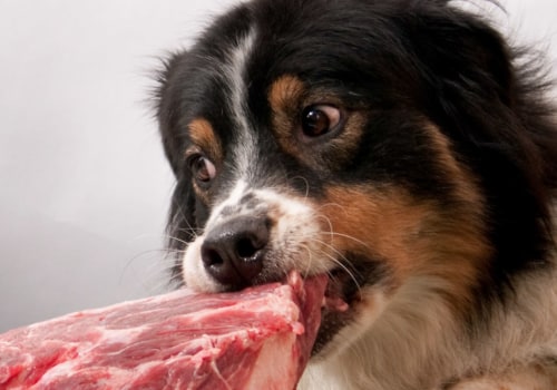 Kunnen kleine honden rauw vlees eten?